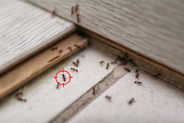Best Cockroach Control Services  in Mayflower, AR